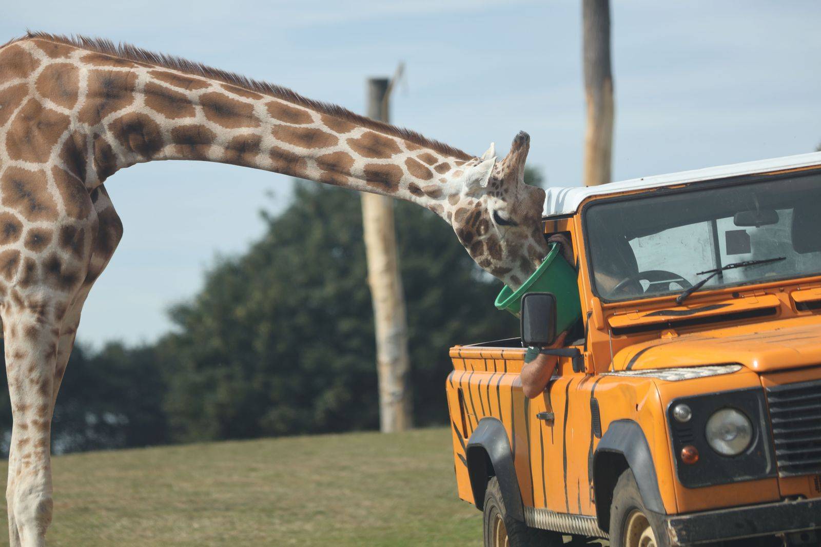 Children looking out of a closed car window at animals on a drive-through safari