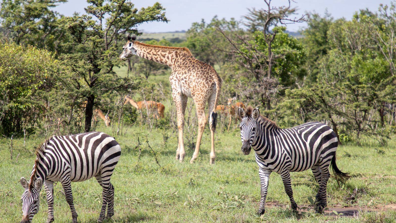 African Lion Safari