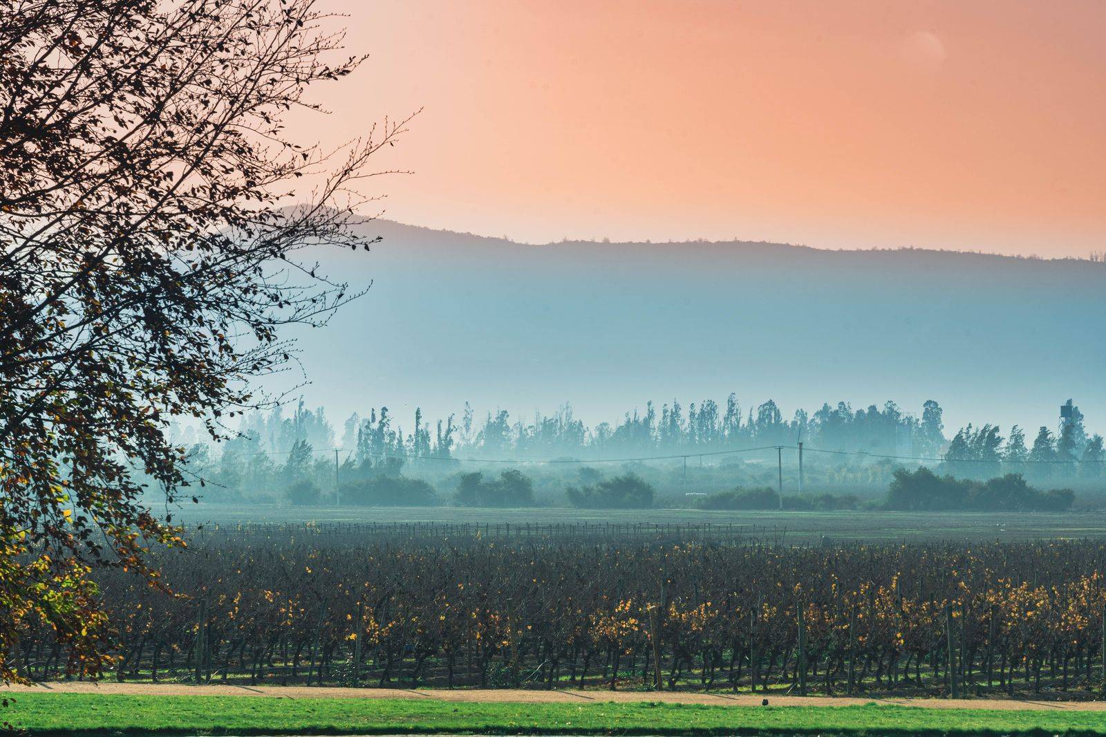 Vineyard rows at sunset in Niagara wine country, the usual second half of a private Niagara Falls day