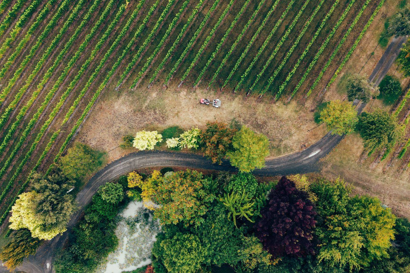 A black SUV waiting on a quiet country road between Niagara vineyards