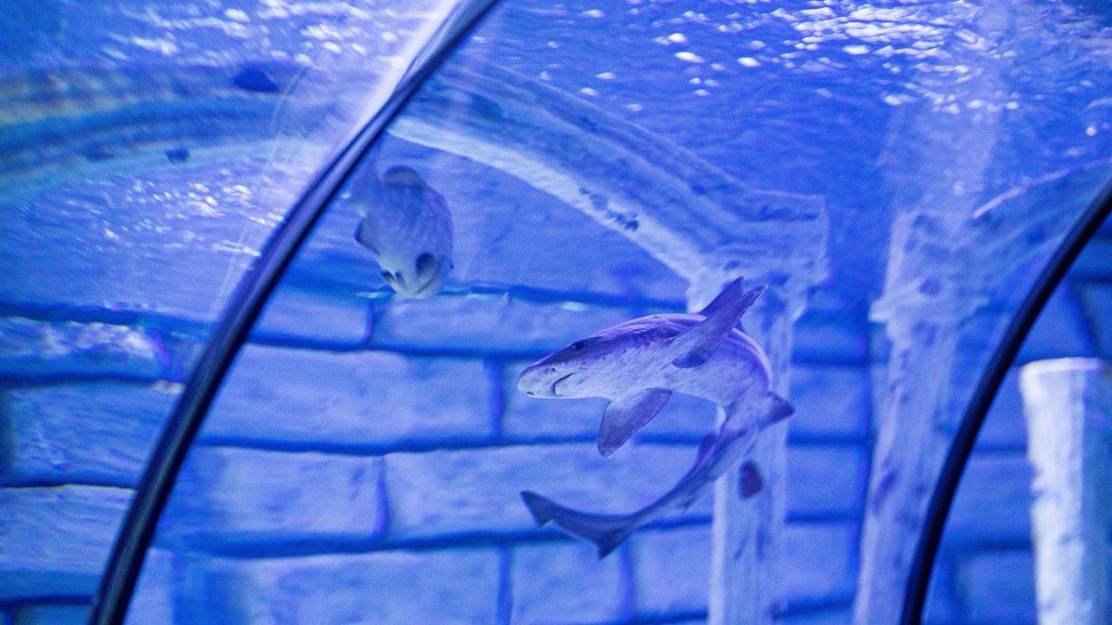 Ripley's Aquarium of Canada