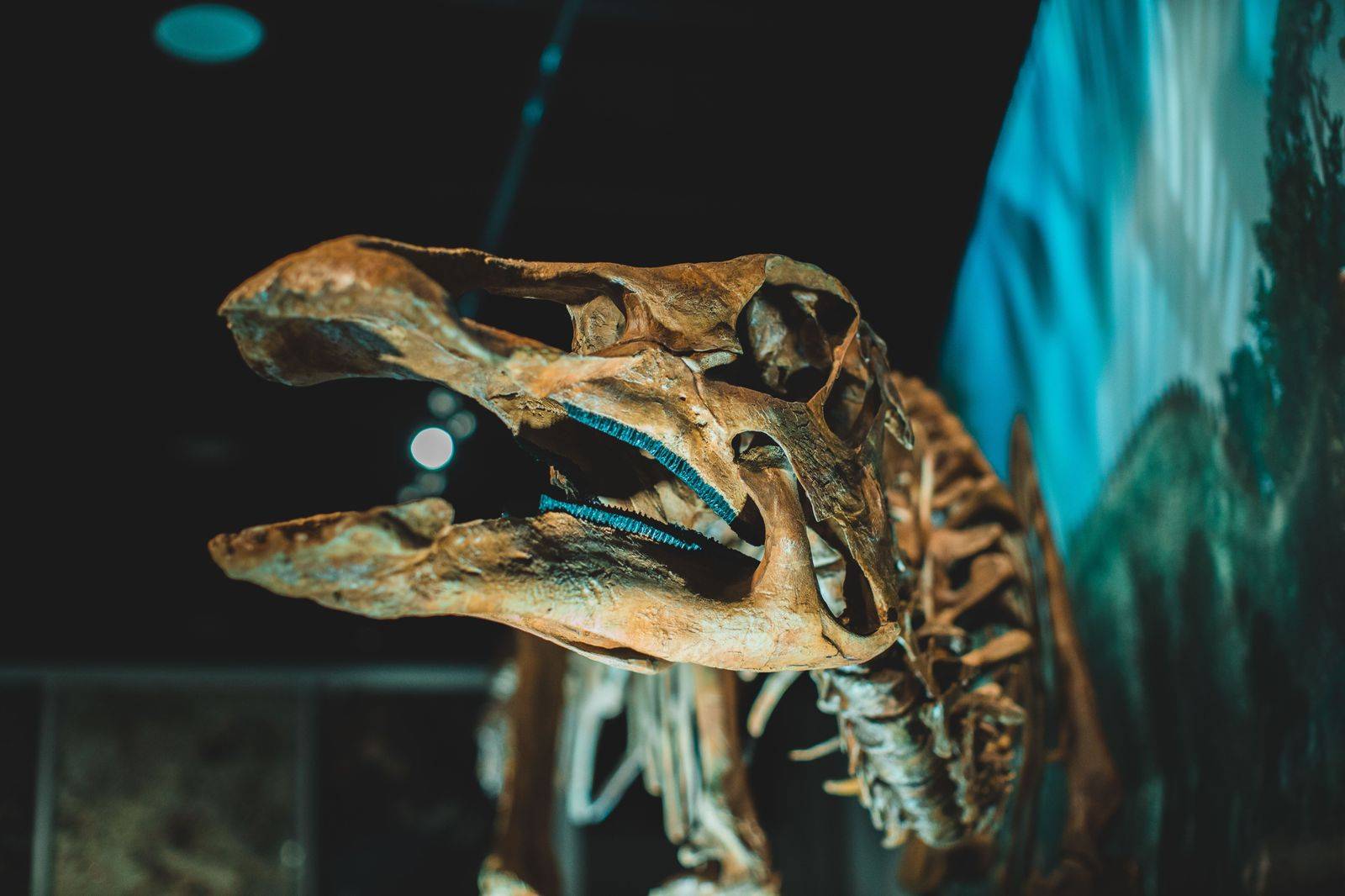 A dinosaur skeleton on display in a large museum hall