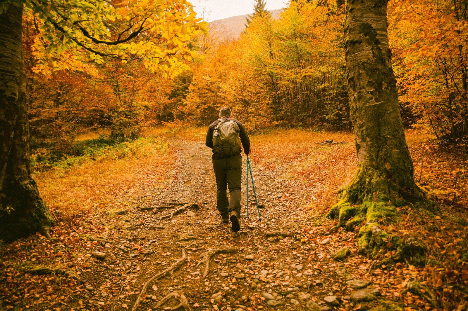 Hikers on a wooded trail in the Rouge valley, dropped at the trailhead by a private car and collected after the walk