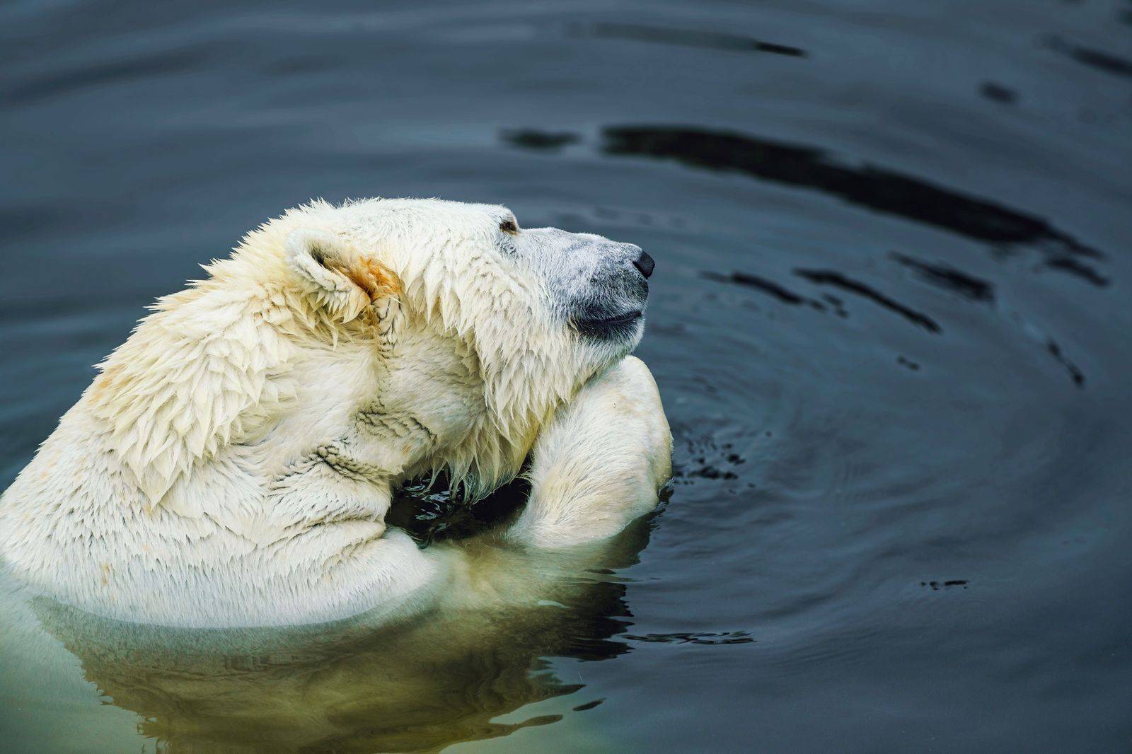 A polar bear swimming, one of the animals families walk the length of the Toronto Zoo site to see