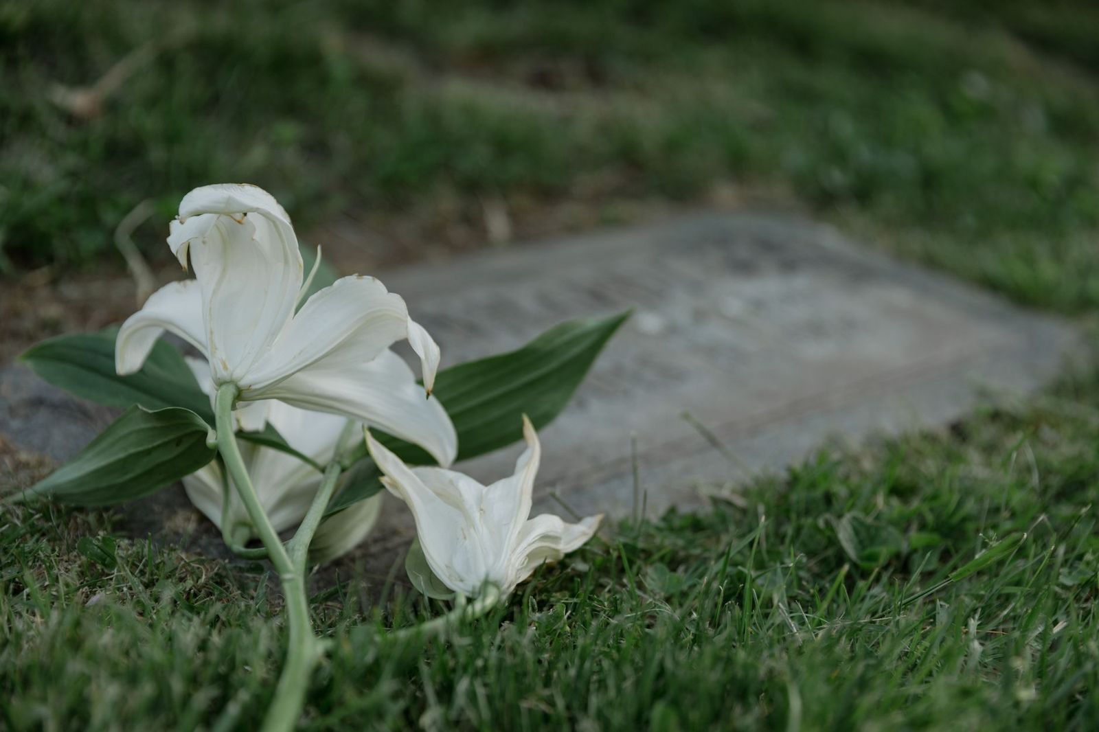 White lilies arranged at a funeral service in Toronto