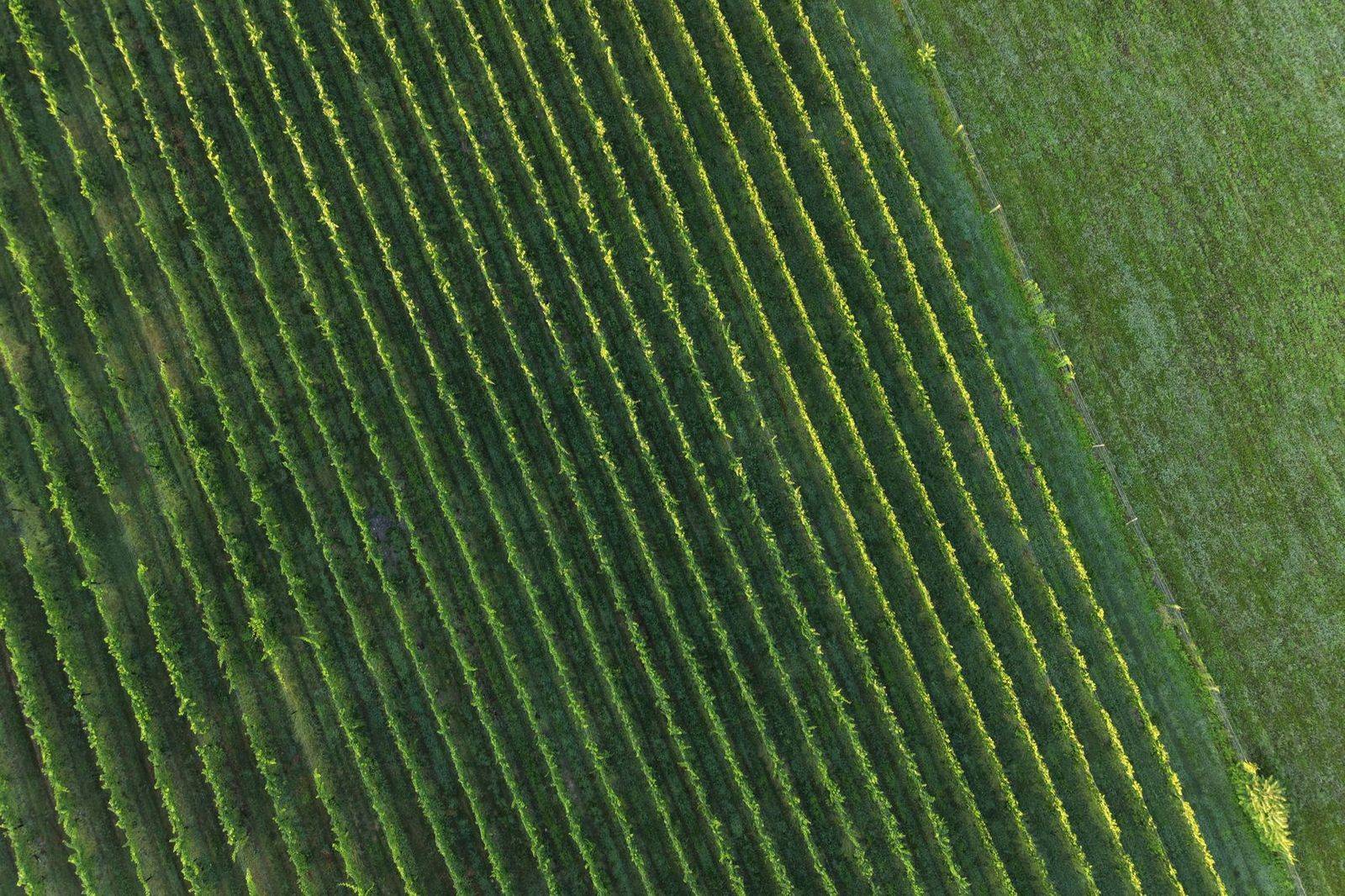Vineyard rows near Niagara-on-the-Lake at the end of the day
