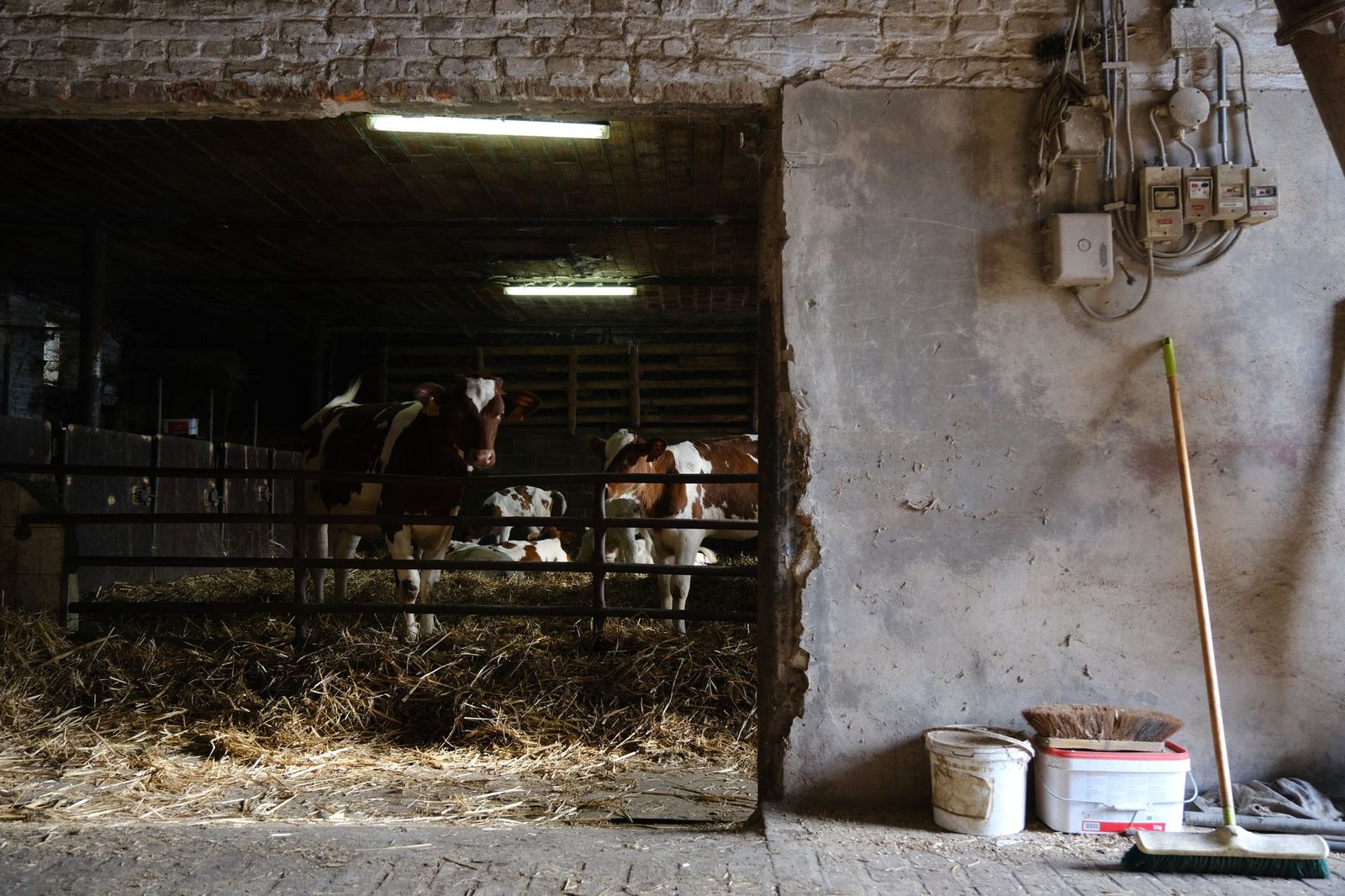 Cattle in a barn at an agricultural fair, the daytime heart of the Royal Agricultural Winter Fair