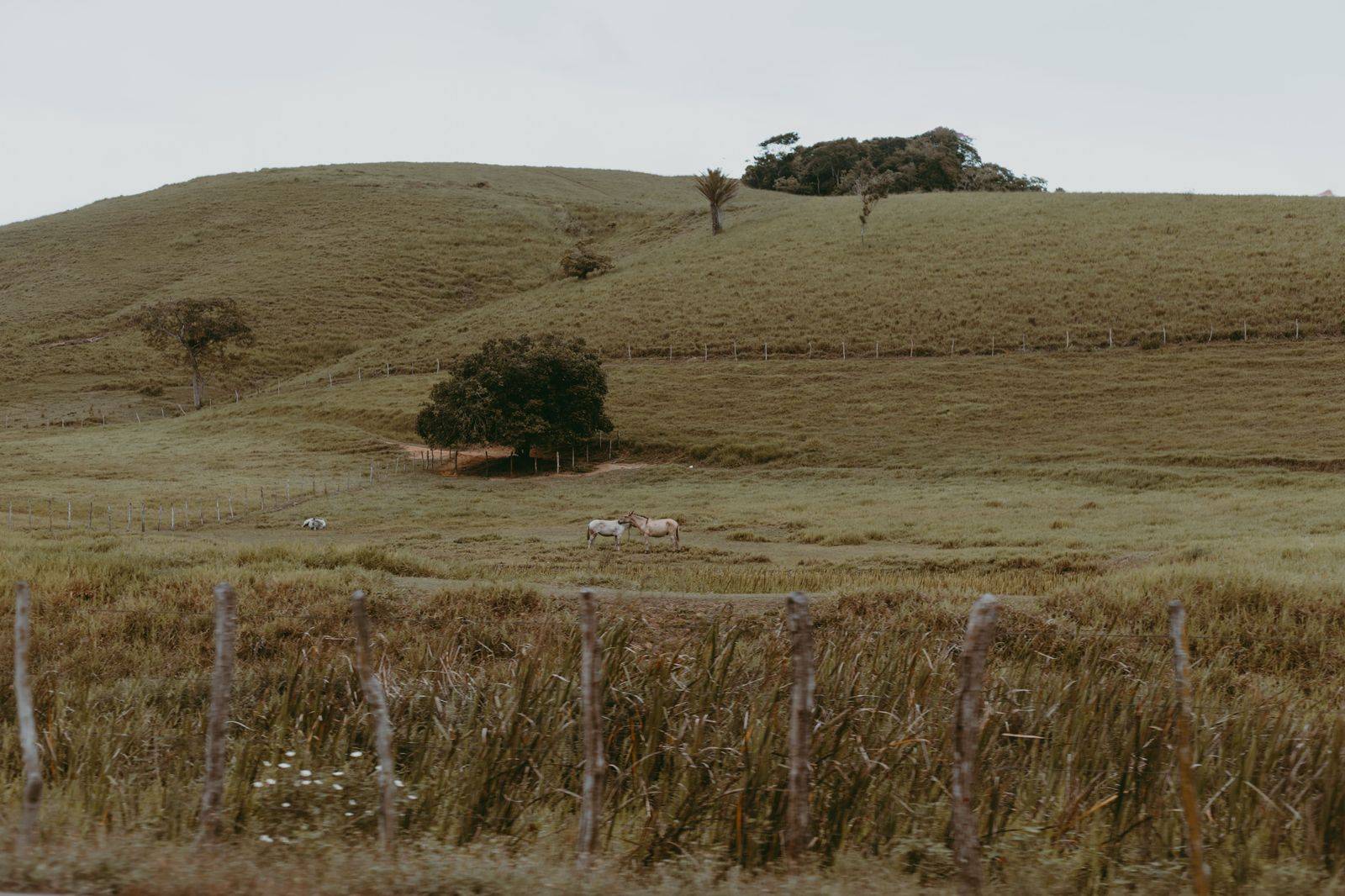 A horse farm fence and rolling hills in King Township north of Toronto