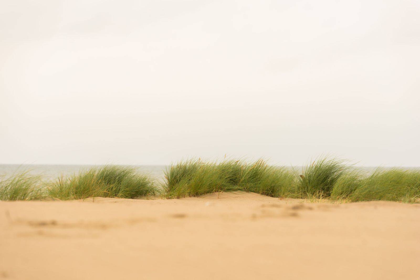 Sand dunes and beach grass above Lake Ontario, the landscape that draws visitors to Sandbanks