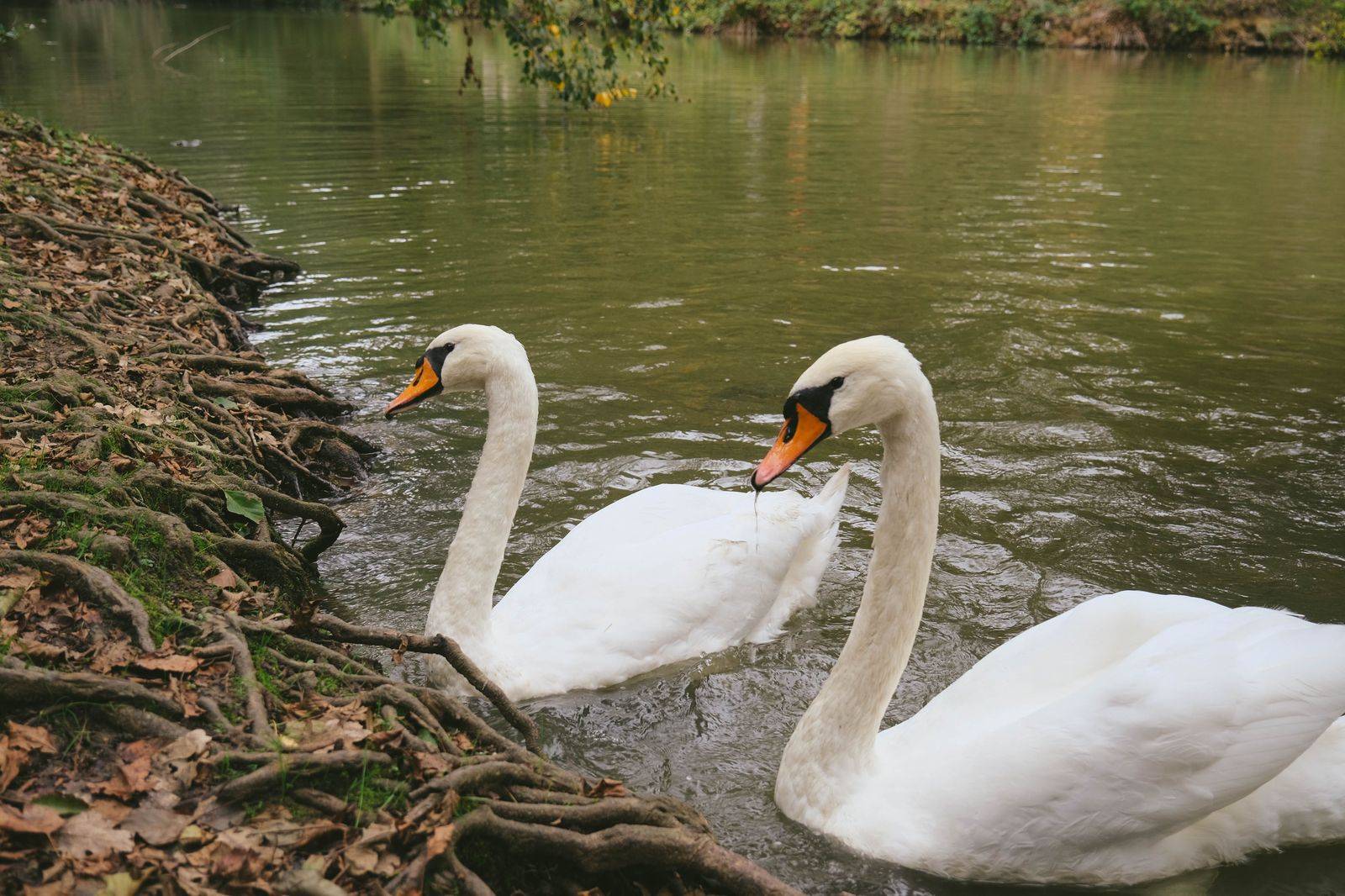 Swans on the Avon River in Stratford, a short walk from the Festival Theatre