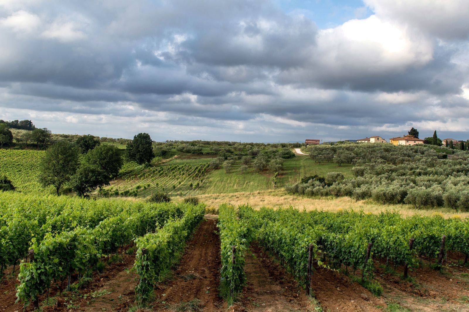 Vineyard rows at sunset in the Niagara wine country