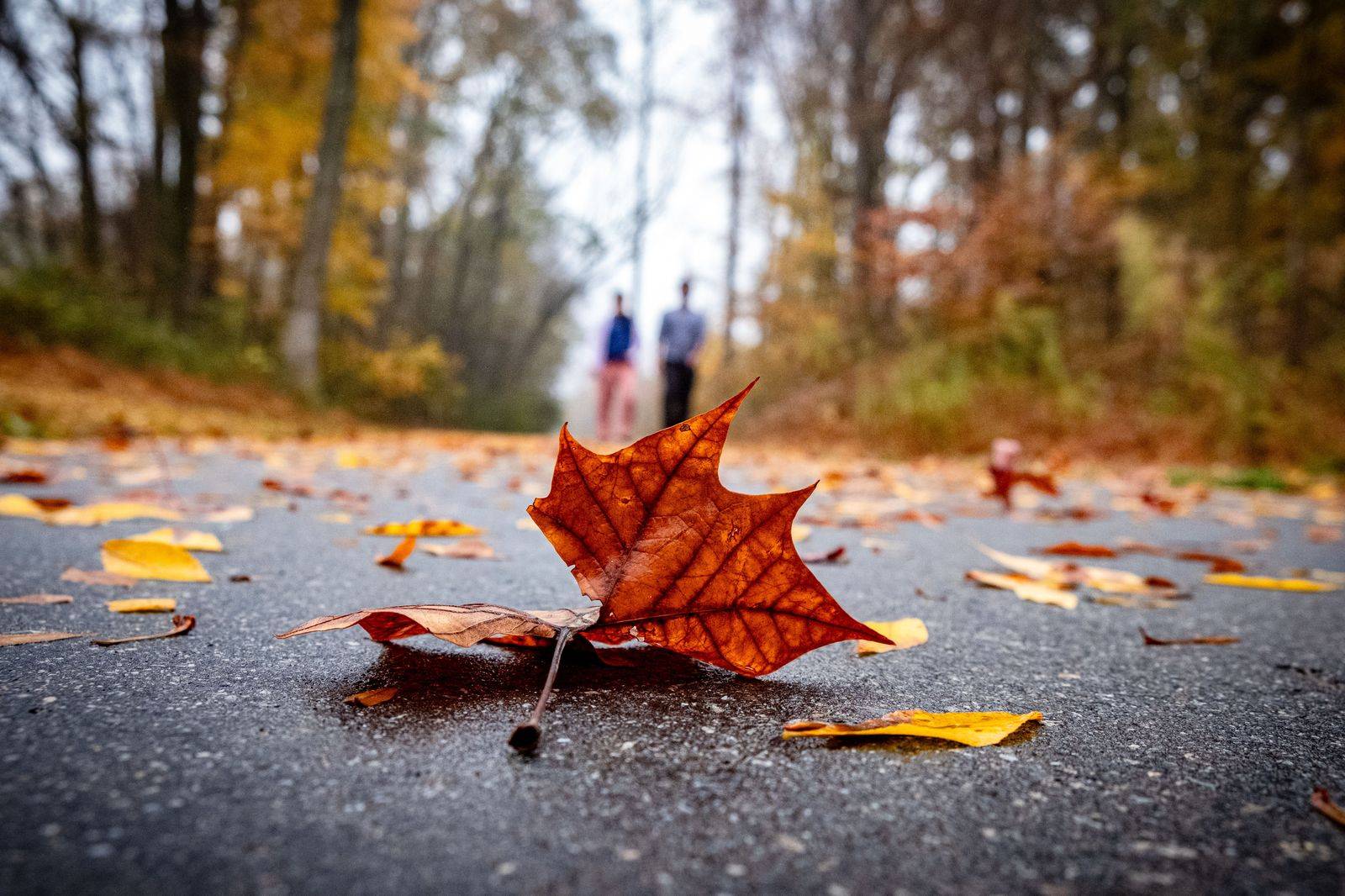 Red and orange maple leaves along a quiet road through an Ontario forest in autumn