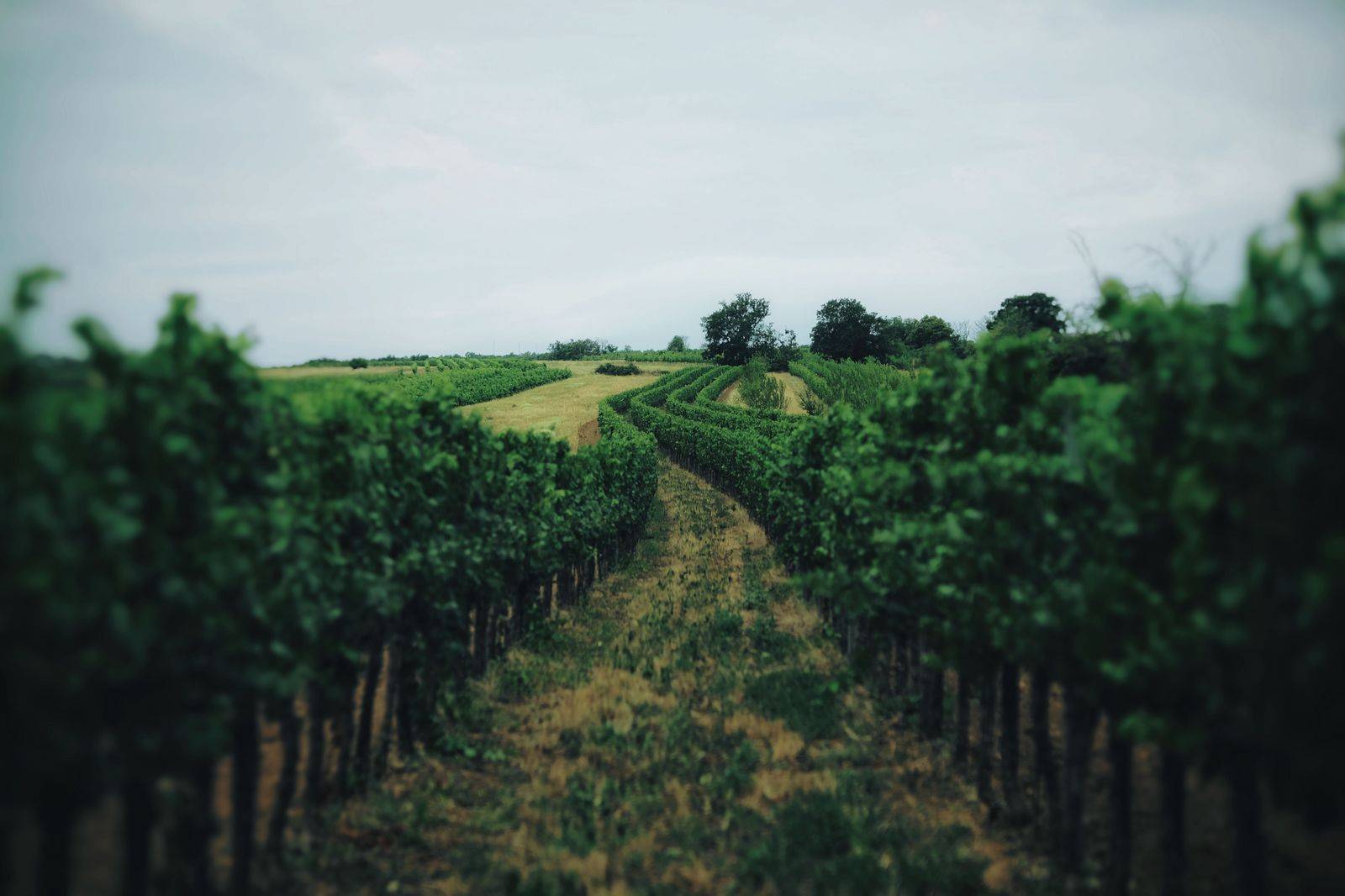 Vineyard rows at sunset in Niagara wine country, a day trip from Toronto